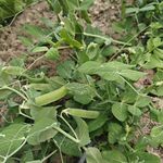 綠色蔬菜   豌豆苗