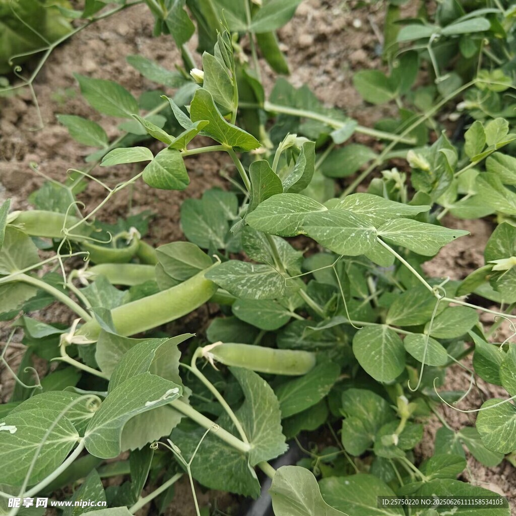 綠色蔬菜   豌豆苗
