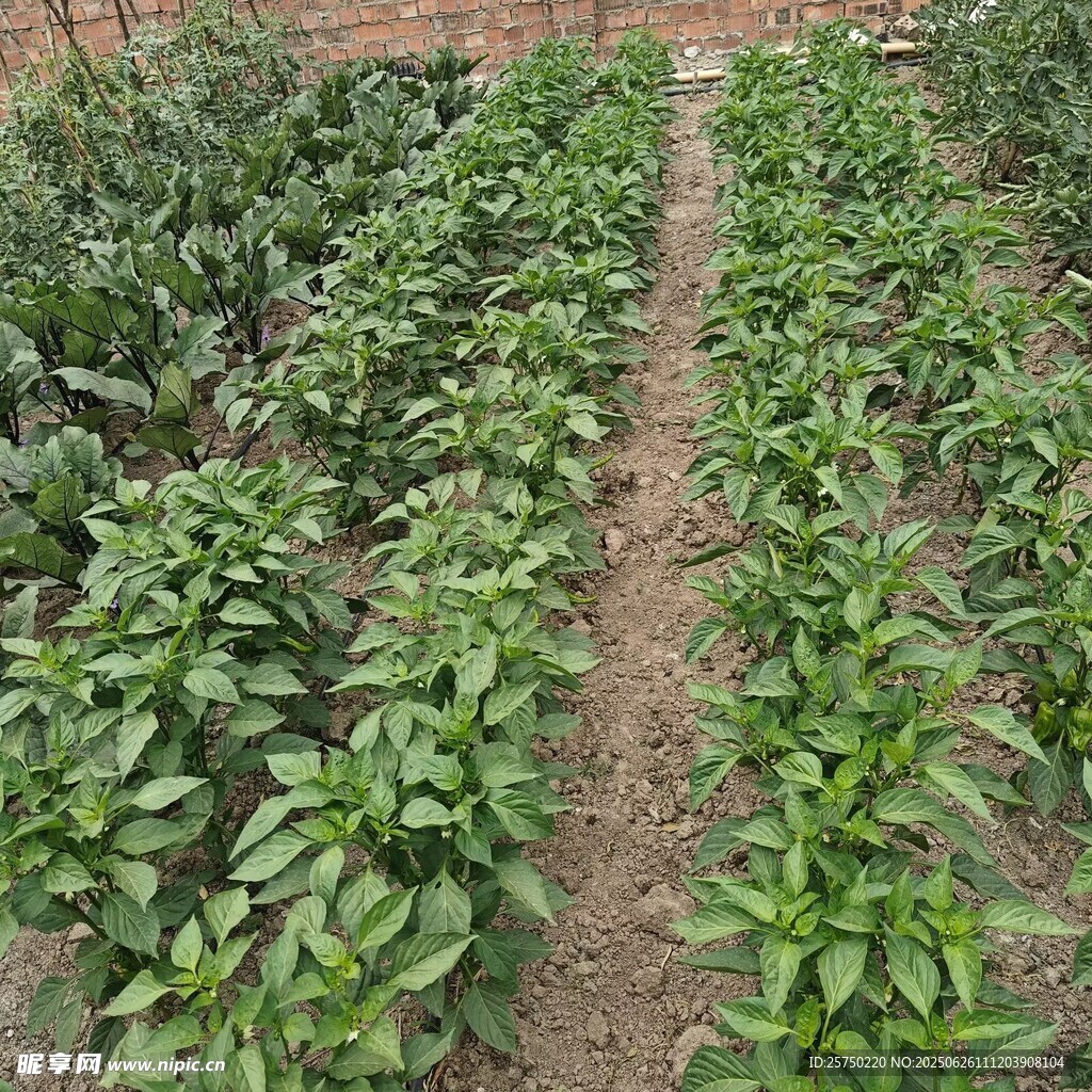 綠色蔬菜   辣椒