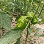 綠色蔬菜   圓辣椒
