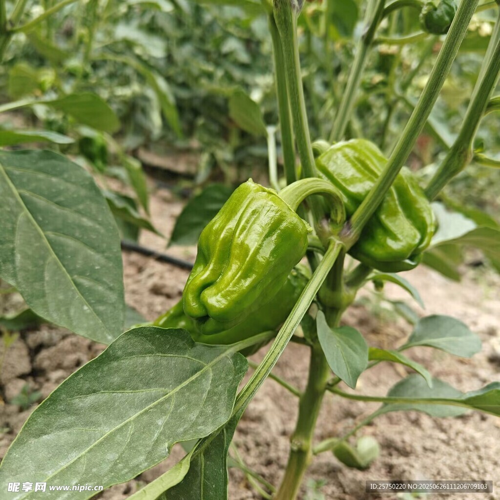 綠色蔬菜   圓辣椒
