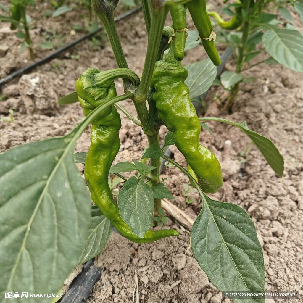 綠色蔬菜   辣椒