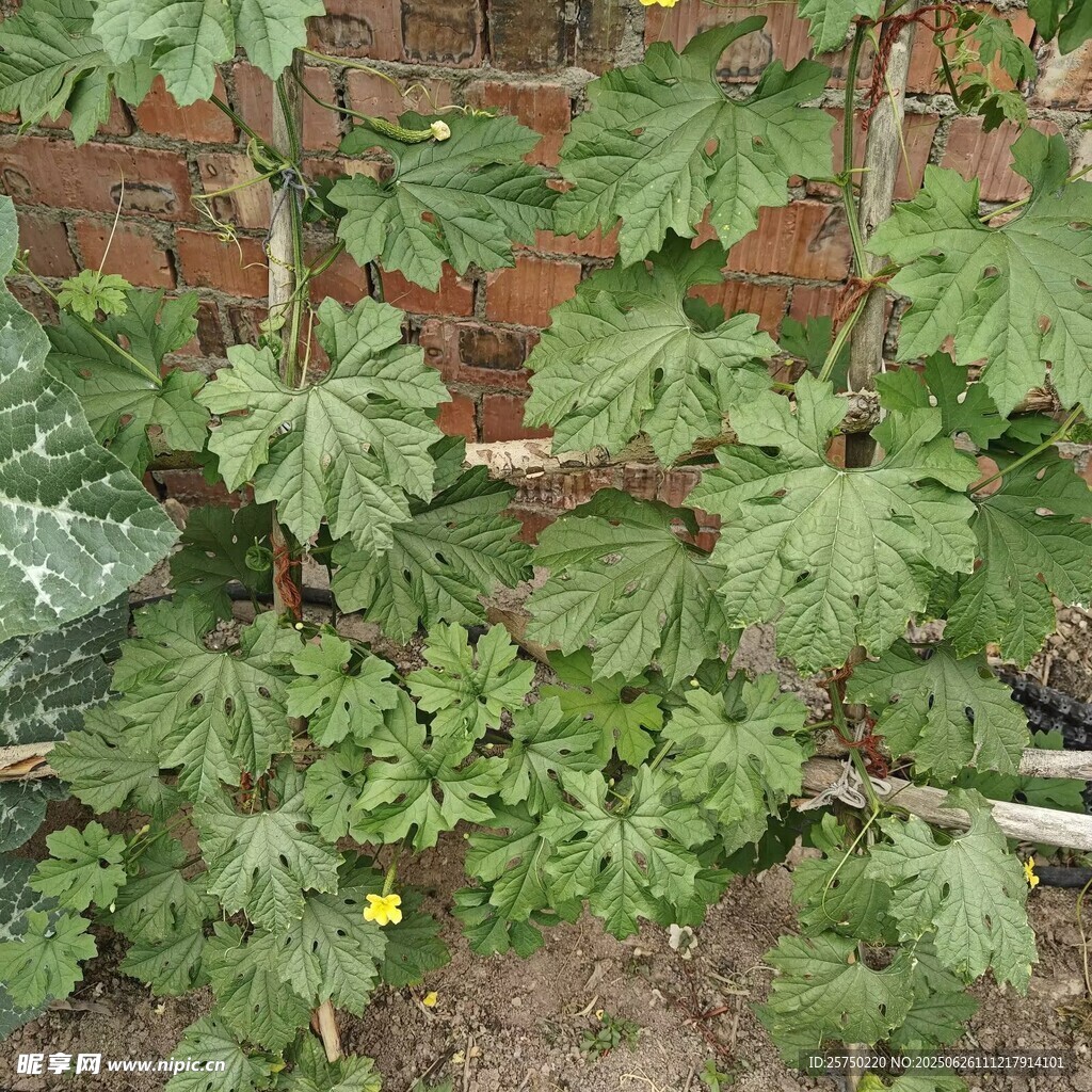 綠色蔬菜   苦瓜
