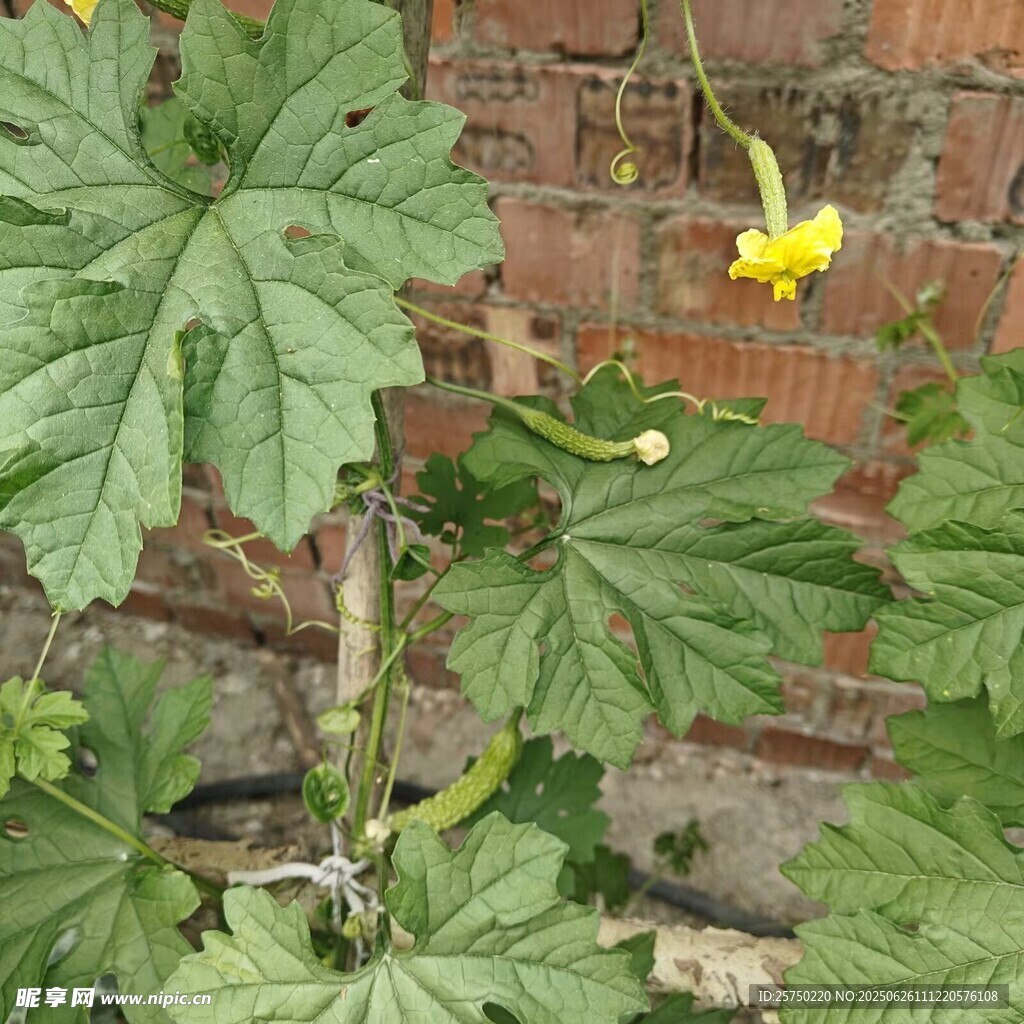 綠色蔬菜   苦瓜
