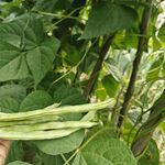 綠色蔬菜 豆角