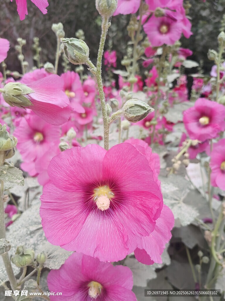 嬌艷蜀葵花綻放