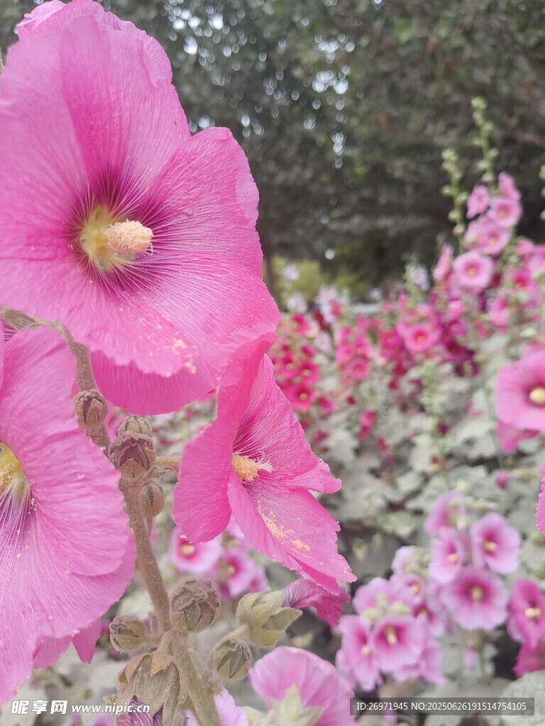 嬌艷木槿花綻放