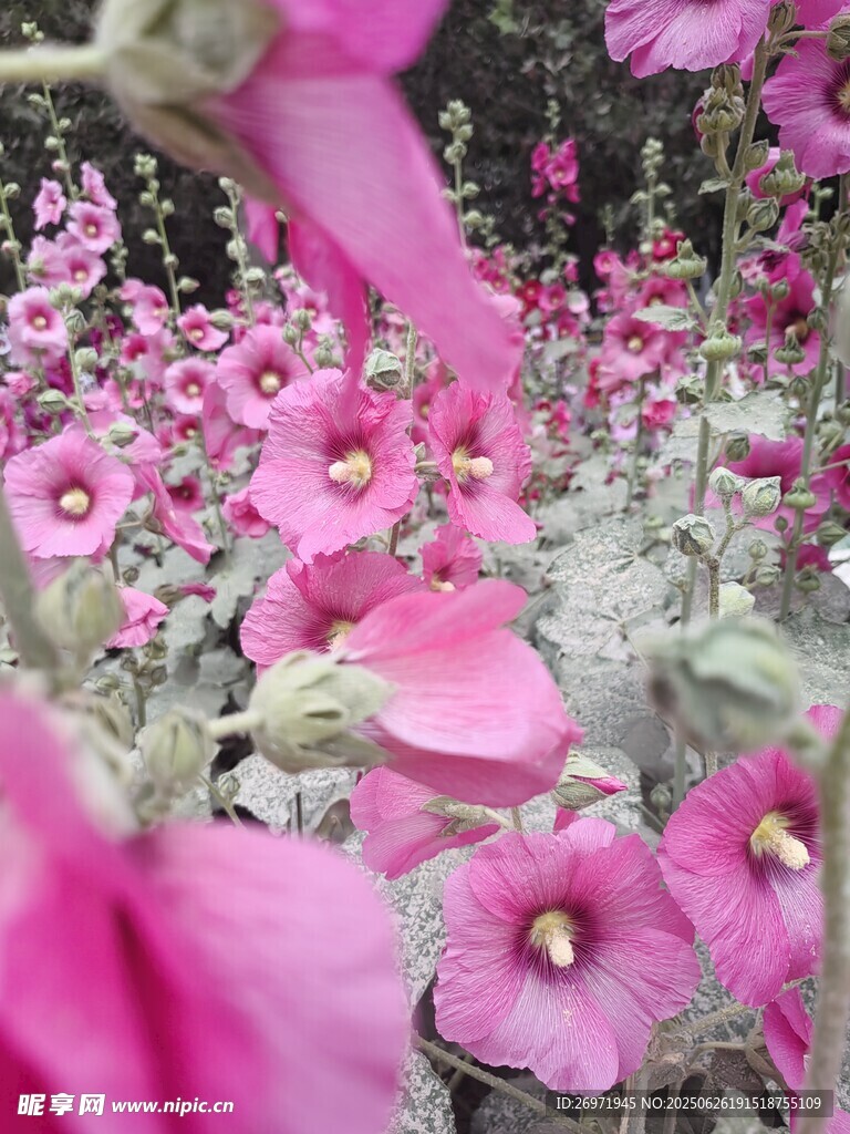 粉色花朵綻放的美麗景致