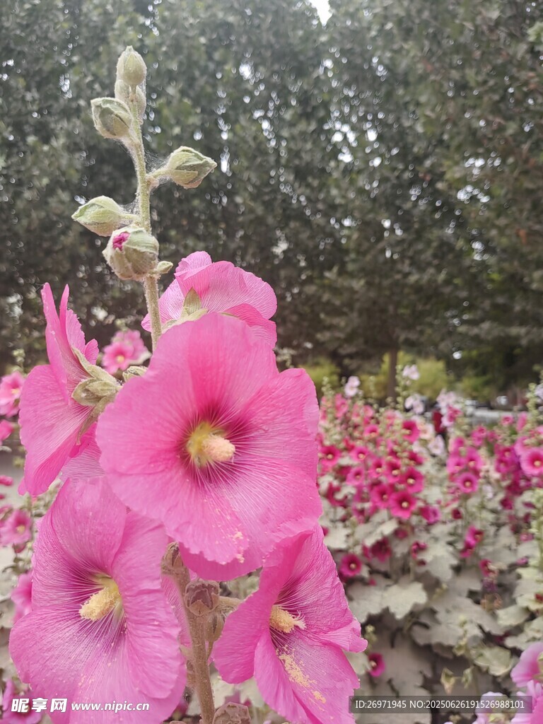 粉色蜀葵綻放于花叢中