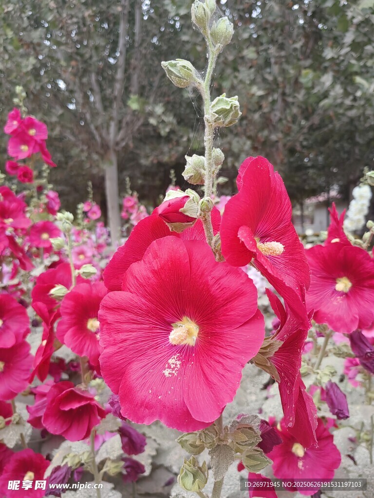 嬌艷蜀葵花綻放