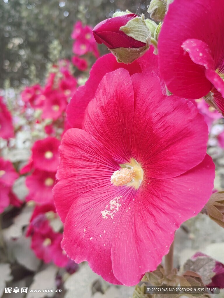 嬌艷綻放的粉紅色花朵