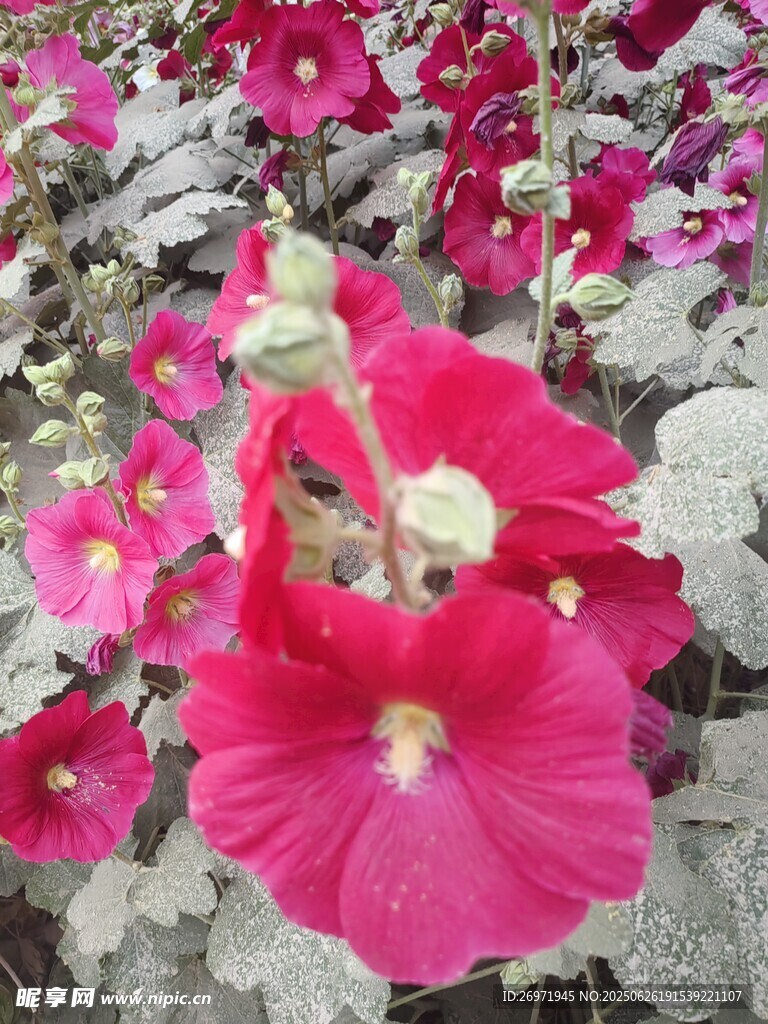 嬌艷綻放的粉色花朵