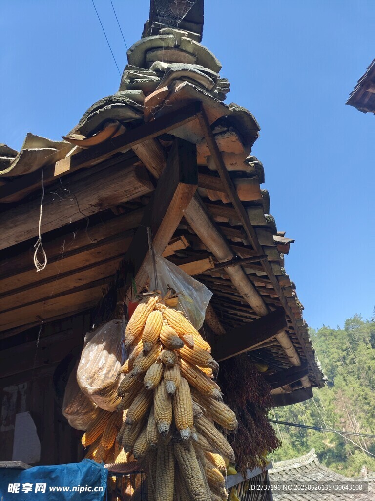 金黃玉米