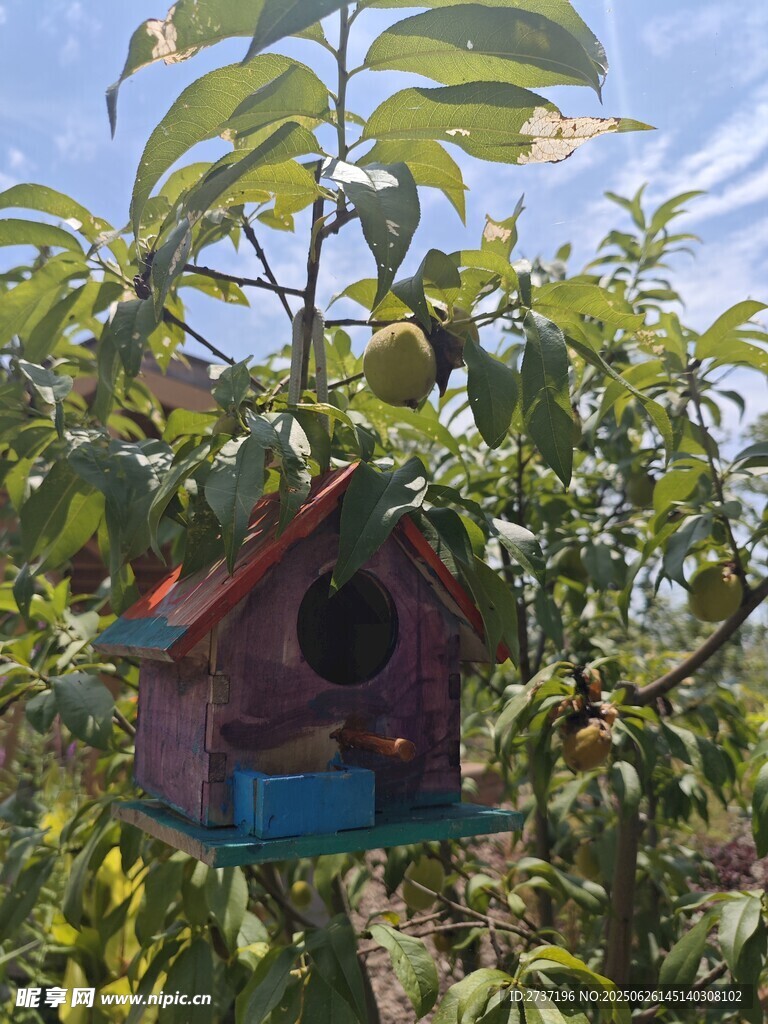 鳥窩