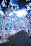 夢(mèng)幻燈光樹道景觀