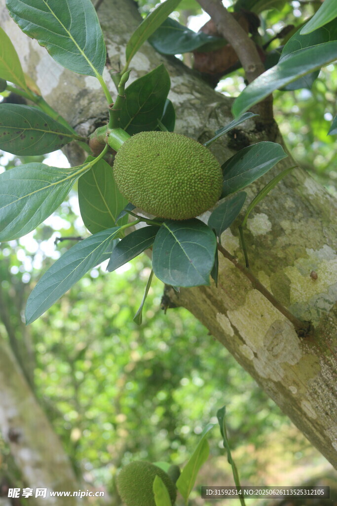 菠蘿蜜果樹