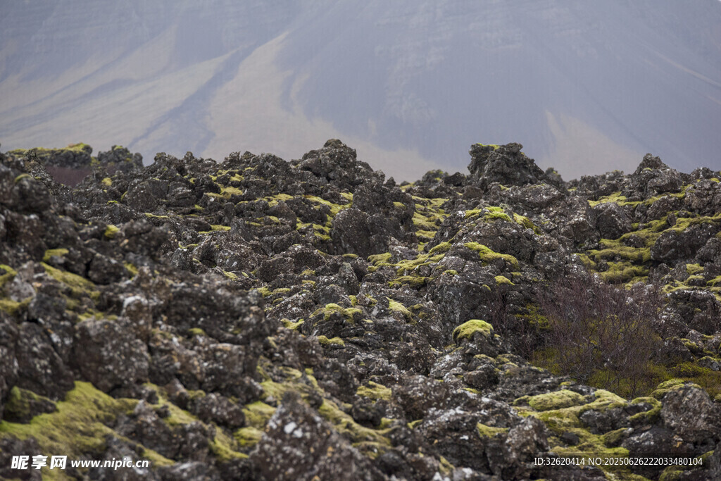 火山地貌上的斑駁苔蘚
