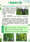 辣椒單頁