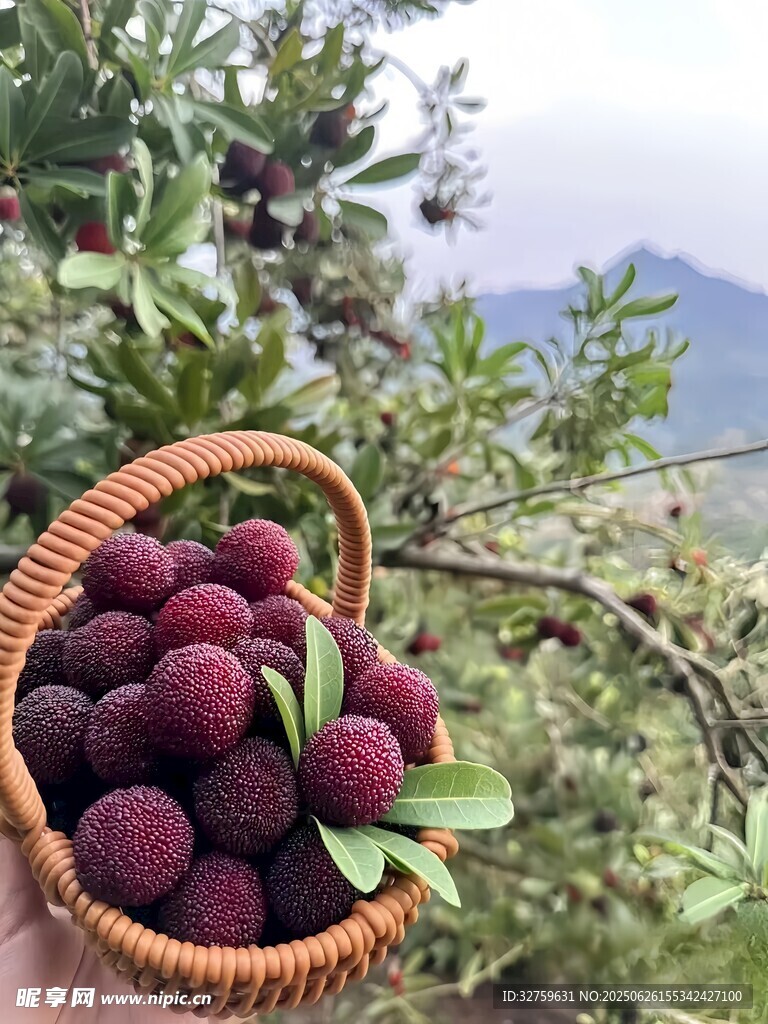 竹籃中的新鮮楊梅