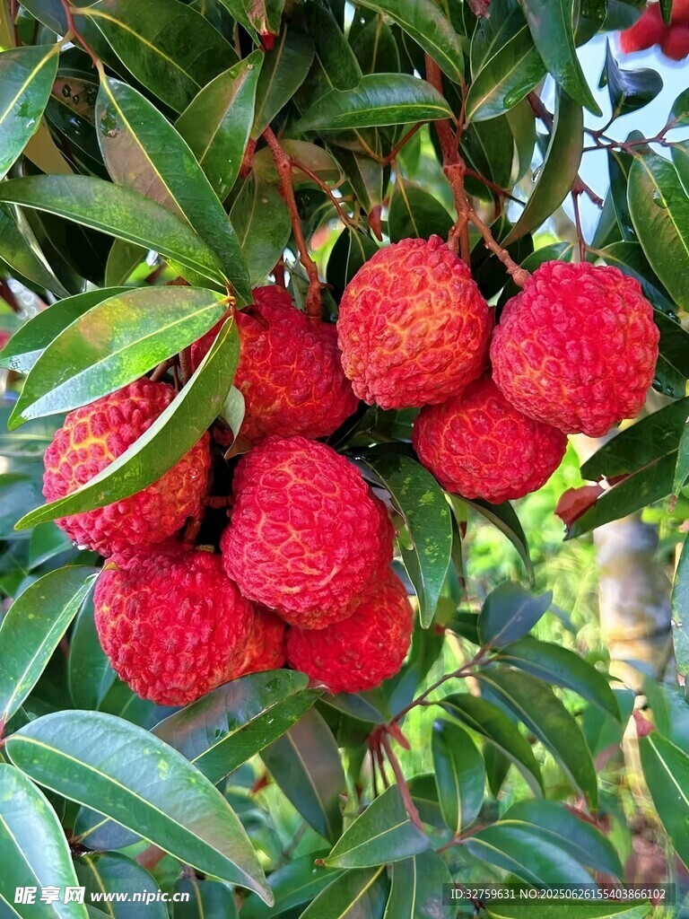 枝頭飽滿的新鮮紅荔枝