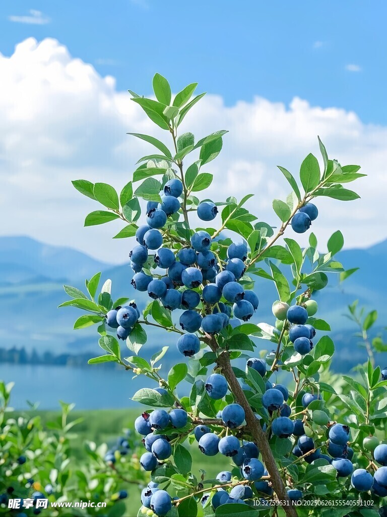 枝頭飽滿的藍莓果實