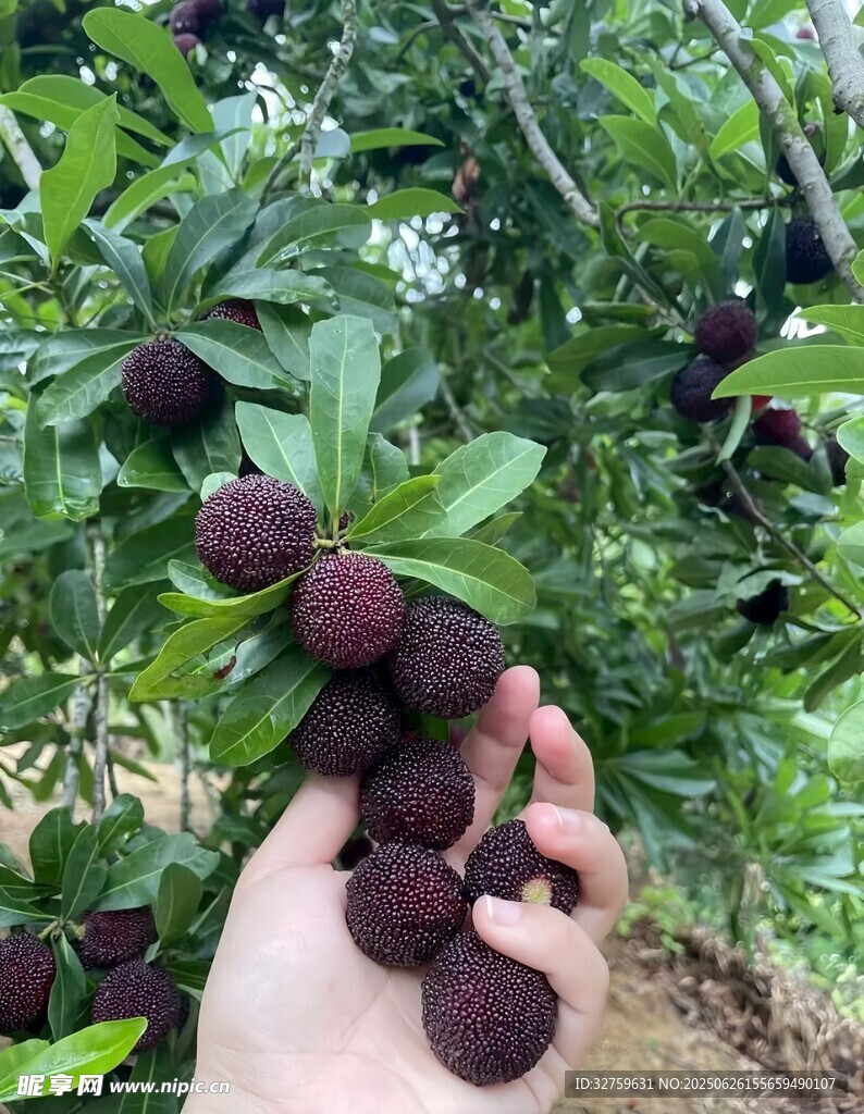 手摘飽滿誘人的新鮮楊梅