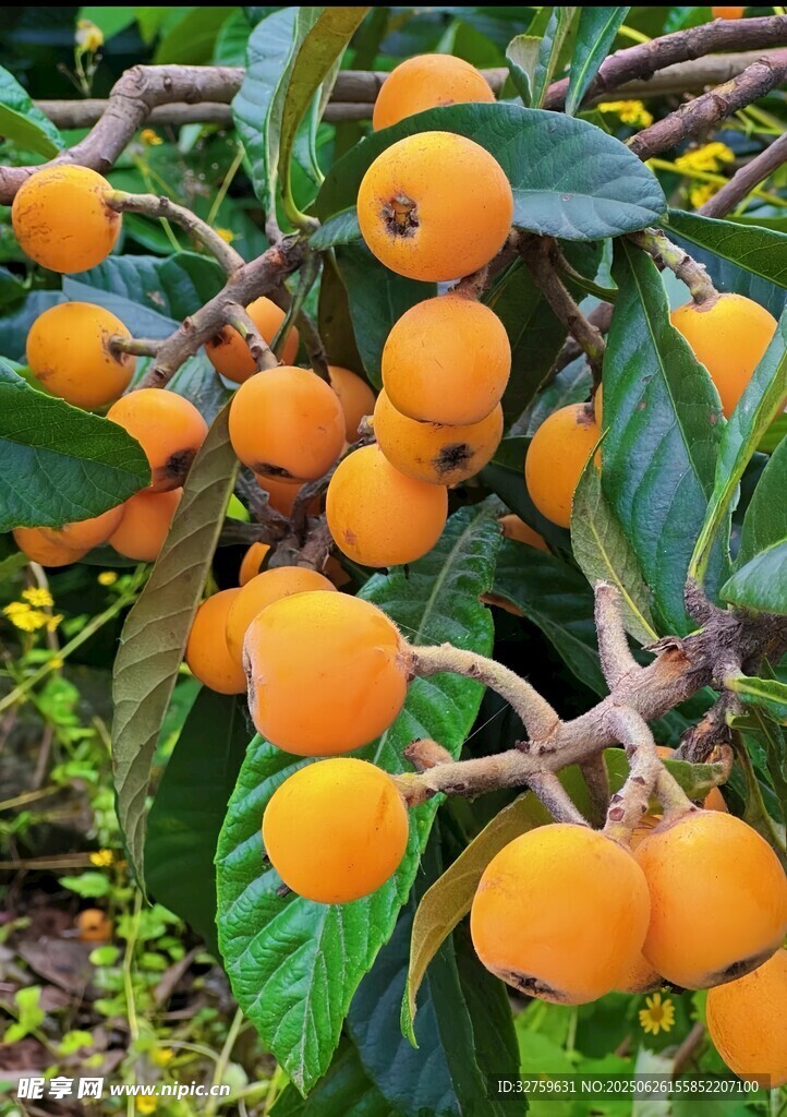 枇杷