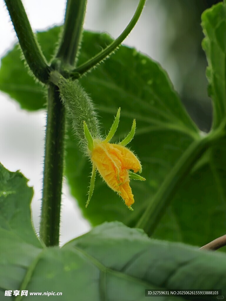 黃瓜藤上的黃色小花