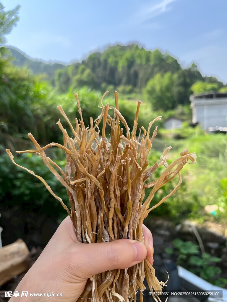 手捧干枯植物