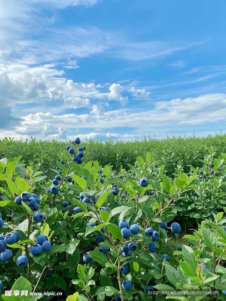 藍莓田風光