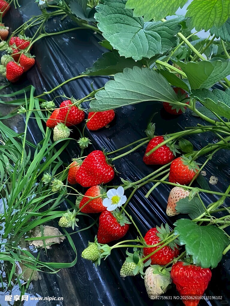 新鮮草莓生長于綠葉間