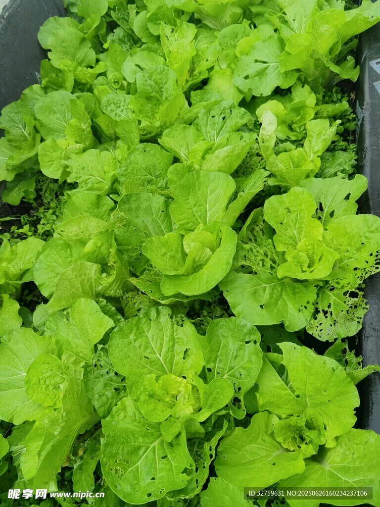 鮮嫩生菜苗