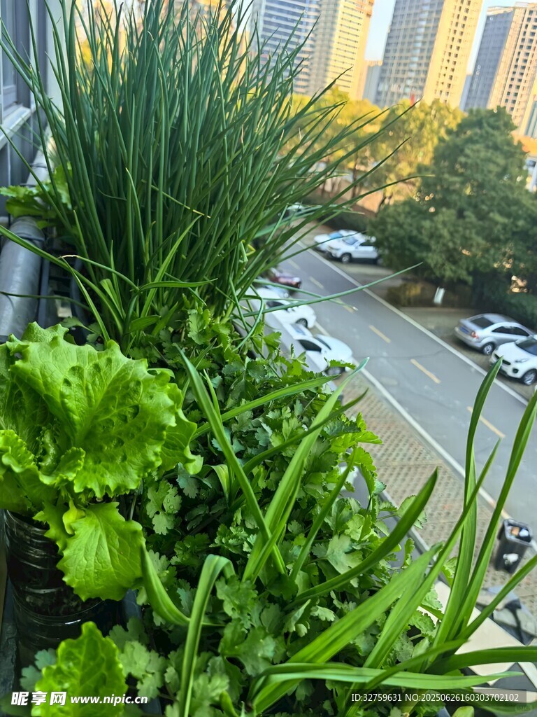 陽臺綠植景觀