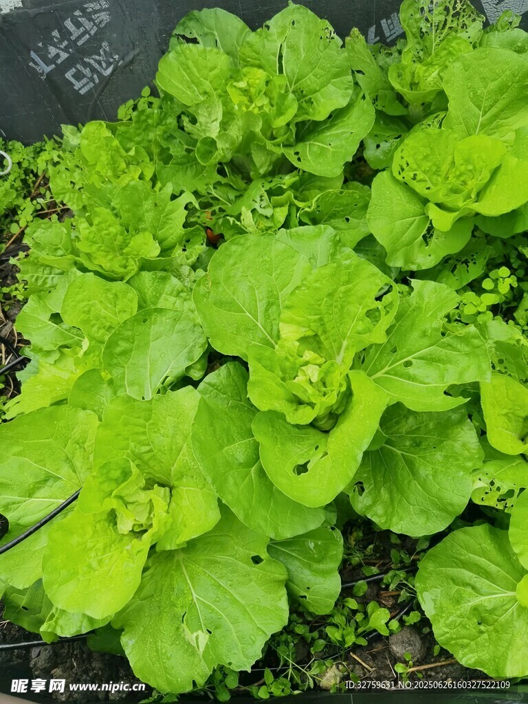 鮮嫩生菜植株特寫