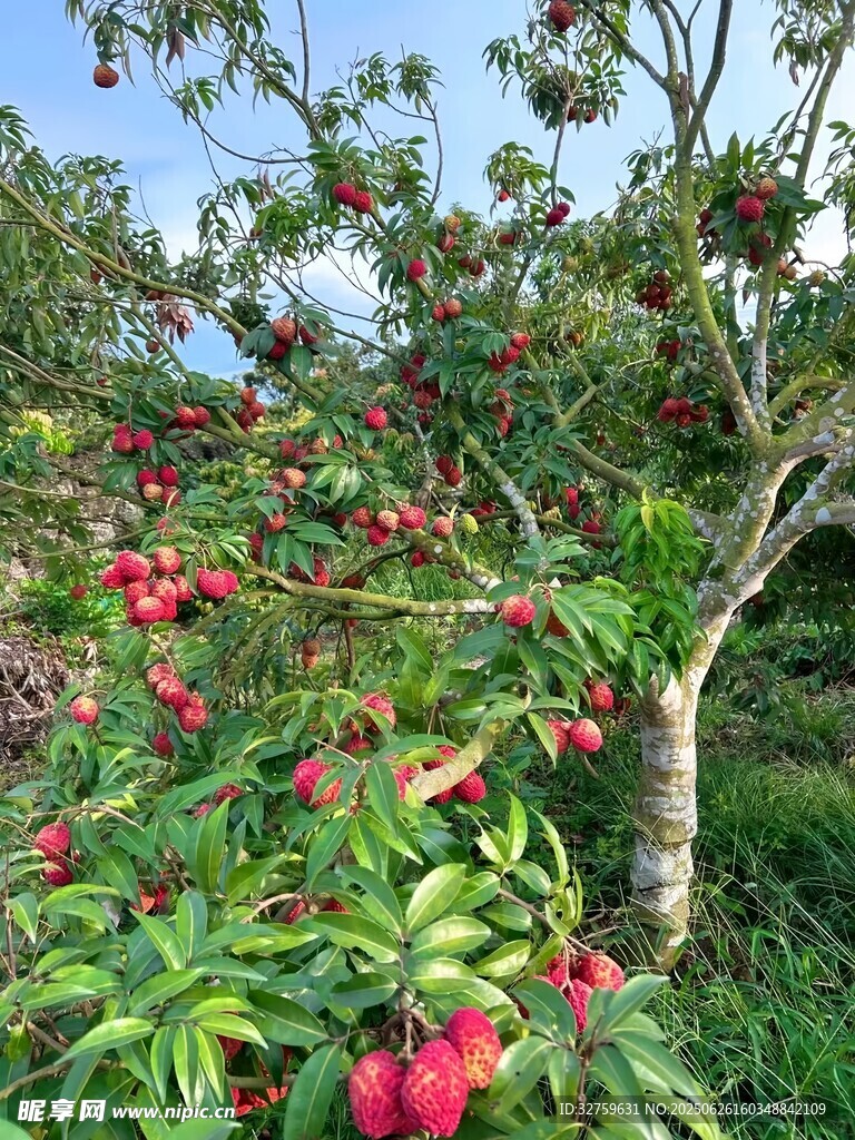 荔枝