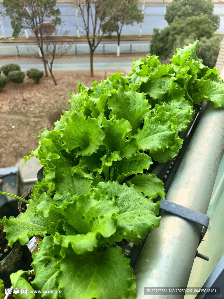 水培生菜綠意盎然