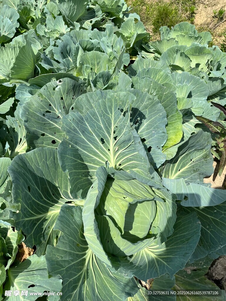 田間卷心菜