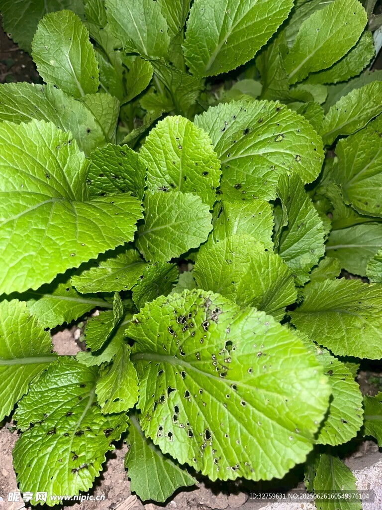 帶蟲眼的新鮮綠葉蔬菜