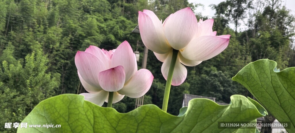 夏韻荷花