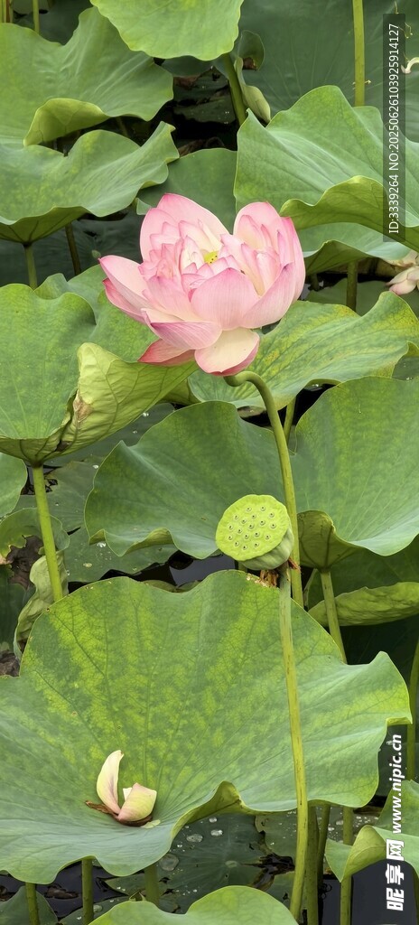 夏韻荷花