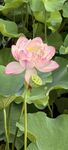 夏韻盛開荷花