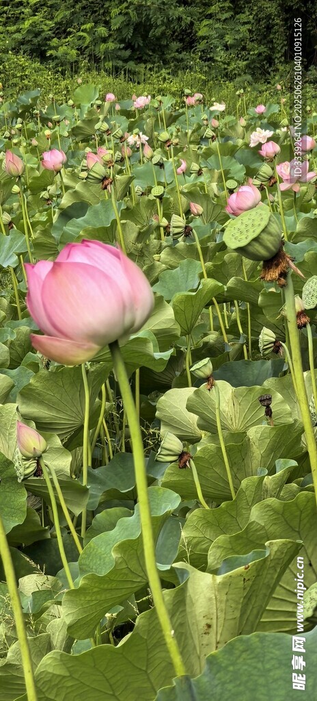 夏韻盛開荷花池