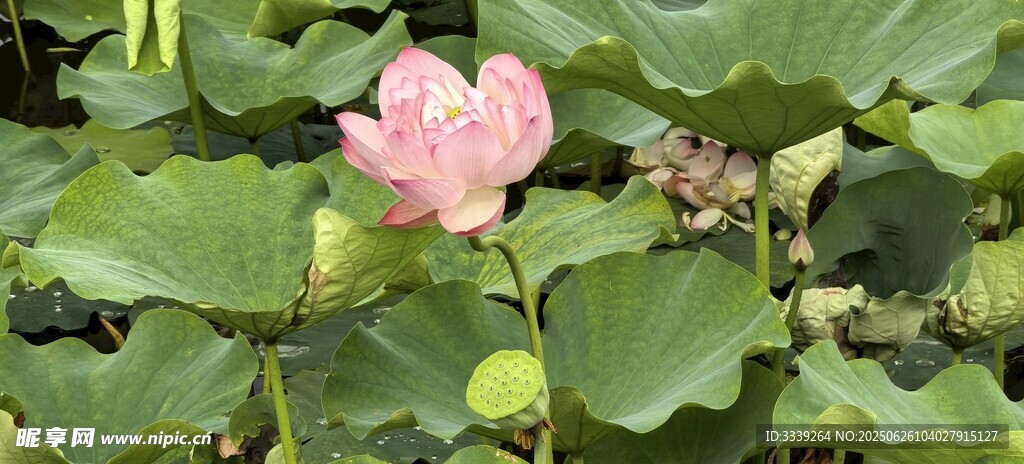夏韻荷花度