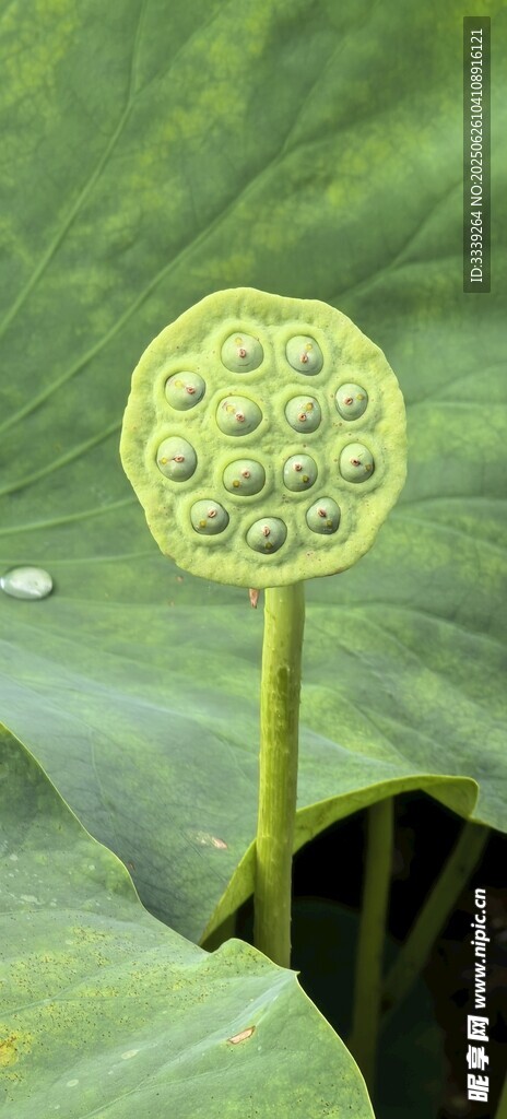荷塘獨(dú)占蓮蓬