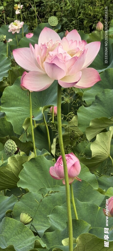 荷花獨占鰲頭