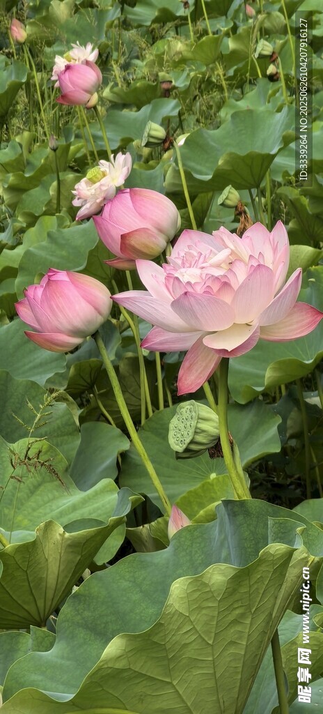 荷花爭艷