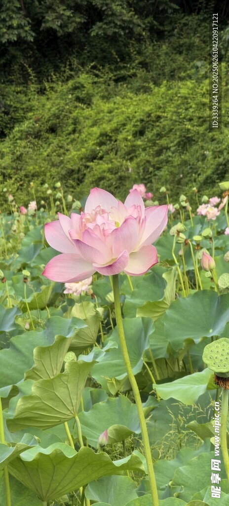 青山荷花池