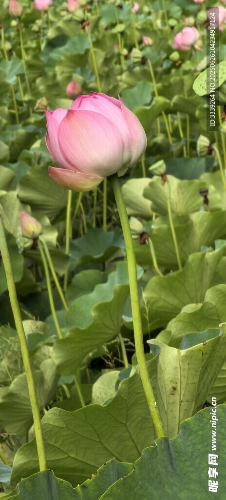 荷花向陽孤芳