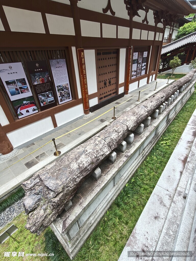 文成安福寺樹化玉