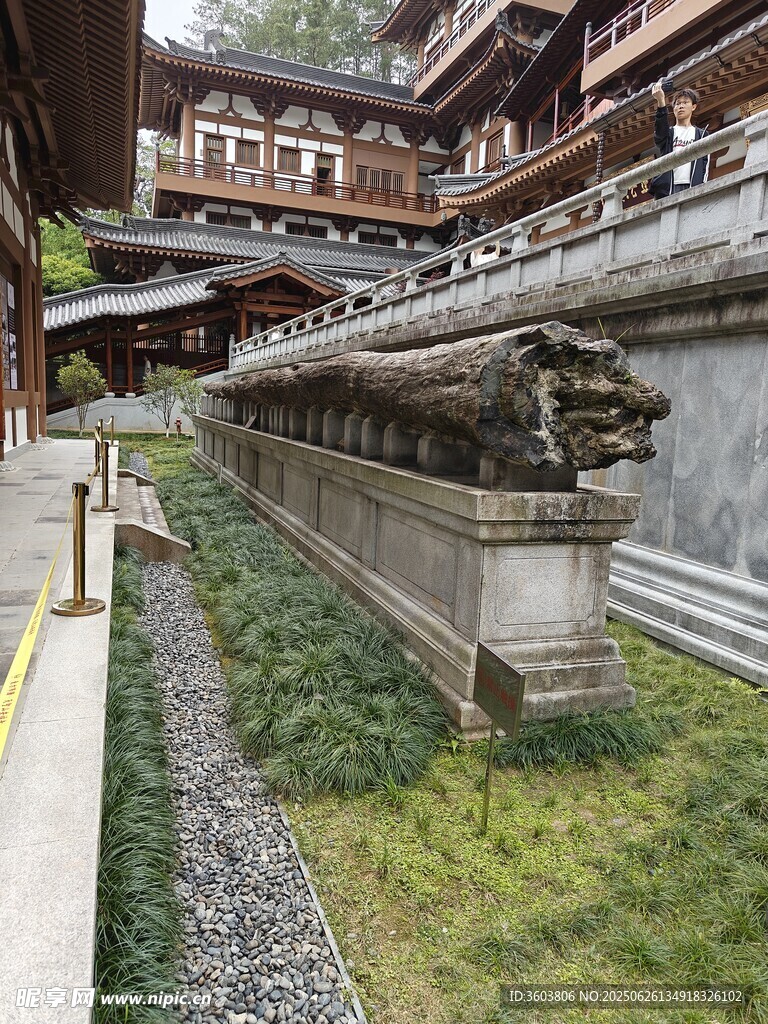 文成安福寺樹化玉